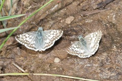 Burnsius communis