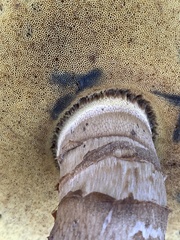 Caloboletus conifericola