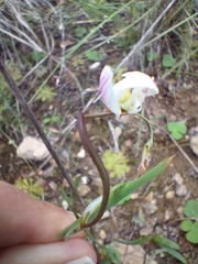 Hesperantha