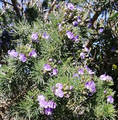 Psoralea arborea