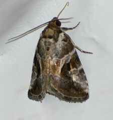 Diastema cnossia