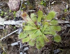 Drosera zeyheri