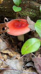 Russula cremoricolor