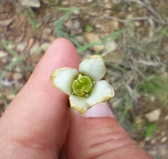 Montinia caryophyllacea