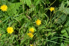 Crepis