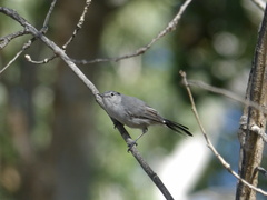 Polioptila melanura