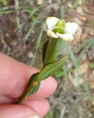 Montinia caryophyllacea