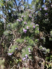 Psoralea arborea