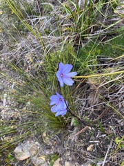 Aristea spiralis