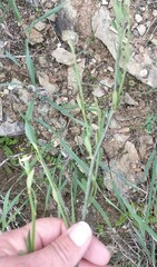 Montinia caryophyllacea