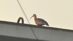 Theristicus caudatus