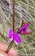 Polygala garcinii
