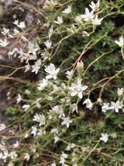 Saxifraga bronchialis