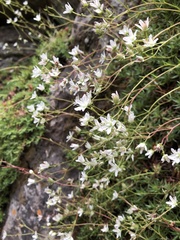Saxifraga bronchialis