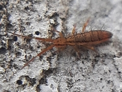 Orchesella