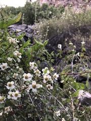 Philadelphus