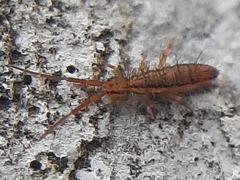 Orchesella