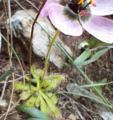 Drosera zeyheri