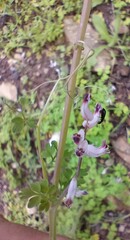 Cysticapnos cracca