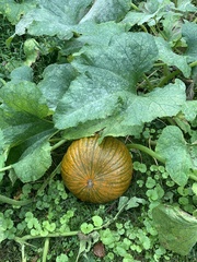 Cucurbita pepo