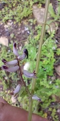 Cysticapnos cracca