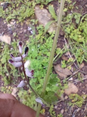 Cysticapnos cracca