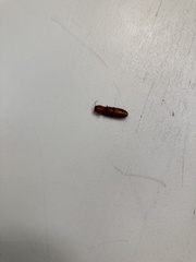 Elateridae