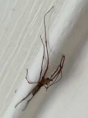 Tetragnatha