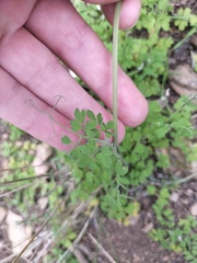 Cysticapnos cracca