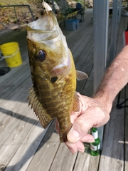 Lepomis gulosus