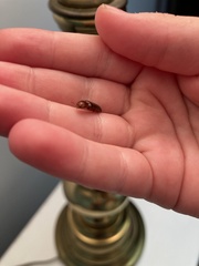 Elateridae