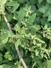 Chenopodium album