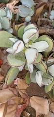 Crassula arborescens arborescens