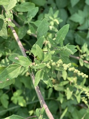 Chenopodium album
