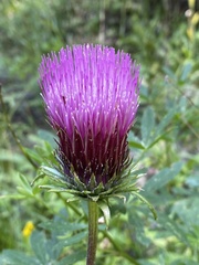 Cirsium andersonii