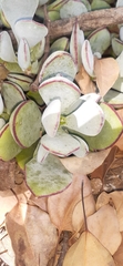 Crassula arborescens arborescens