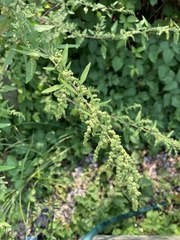 Chenopodium album