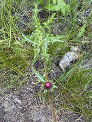 Cirsium andersonii