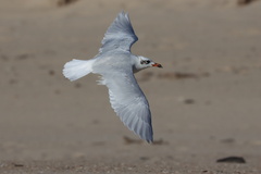 Ichthyaetus melanocephalus