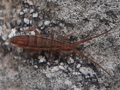 Orchesella