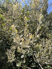 Cystotheca lanestris