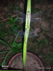 Diplacodes trivialis