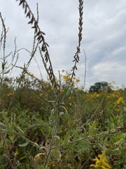 Oenothera curtiflora