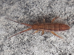 Orchesella