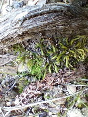 Breutelia substricta