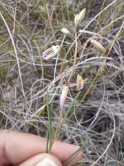 Heliophila cornuta squamata