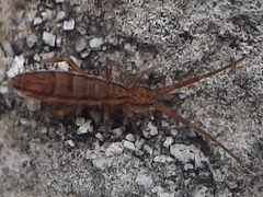 Orchesella
