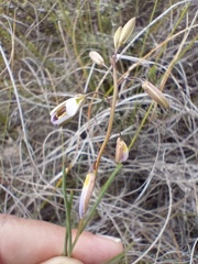 Heliophila cornuta squamata