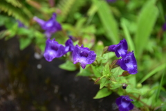 Torenia