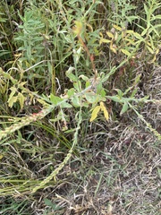 Oenothera curtiflora